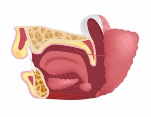 Mitkä ovat leuanalussylkirauhasten tehtävät?