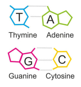 Mitä puriinit ovat?