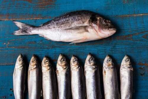Terveellisimmät ruoat vanhuksille: kala.