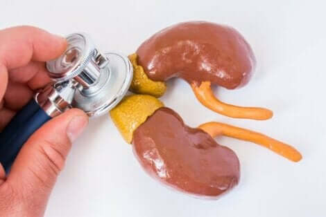 Lisämunuaiset erittävät kortisolia