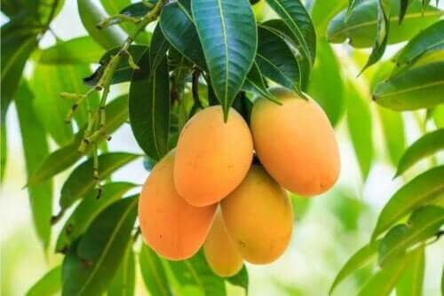 Mangopuun hedelmien lisäksi myös sen lehdet ovat terveellisiä