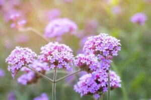 Verbenan ominaisuudet ja käyttötavat