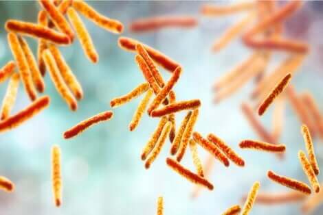 Keuhkotuberkuloosi johtuu bakteerista