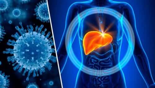 Maksa voi vaurioitua, jos maksa-aineenvaihdunta kuormittuu