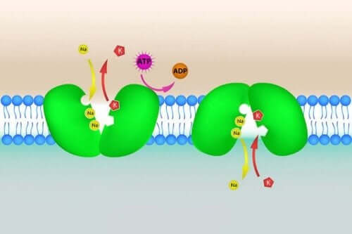 Hyperkalemia tarkoittaa sitä, että veren kaliumpitoisuus on liian korkea