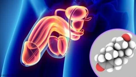 Miehen sukupuolihormonit edistävät sukuelinten kasvua