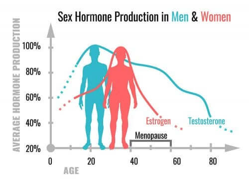 Mitä sukupuolihormonit tekevät?