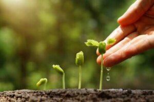 6 vinkkiä ympäristöä säästävän puutarhan luomiseen