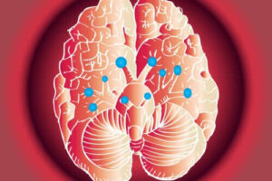 Ihmisellä on 12 paria aivohermoja - mitkä ovat niiden funktiot?