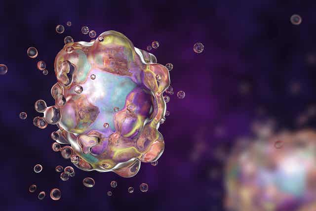 Apoptoosi tarkoittaa geneettisesti ohjelmoitua solukuolemaa.