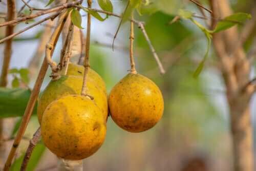 Ketunkakku: mitä tästä lääkekasvista tulisi tietää?