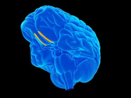 Ihmisellä on 12 paria aivohermoja, joilla jokaisella on omat funktionsa.