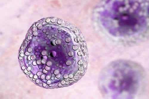 Apoptoosin ja nekroosin termeillä viitataan kahteen tapaan, joilla solu voi kuolla.