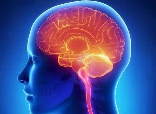 Tutkijat ovat selvittäneet mitä aivoille tapahtuu, kun emme nuku