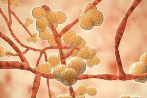 Mikä on Candida auris?