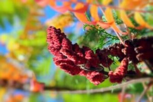 Kermesmarjan käyttötarkoitukset ja vasta-aiheet