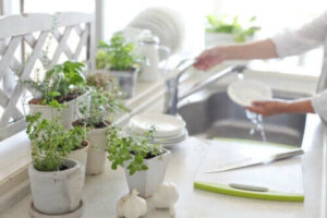 5 syytä pitää huonekasveja keittiössä
