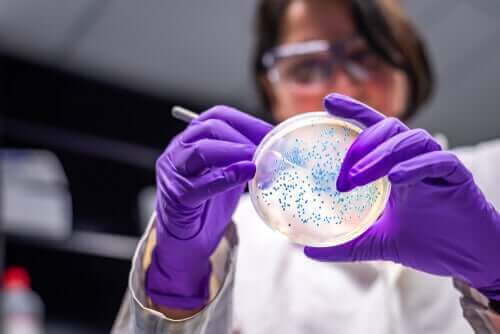 Kuinka vahvistaa bakteeriresistenssiä