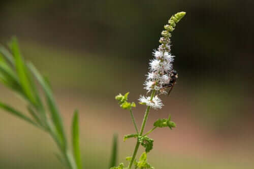 Tähkäkimikki: käyttötarkoitukset ja varoitukset