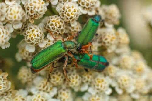 Espanjankärpäsuute: afrodisiakki vai myrkky?