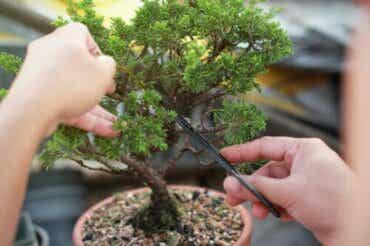 Ohjeet bonsaipuiden kasvattamiseen
