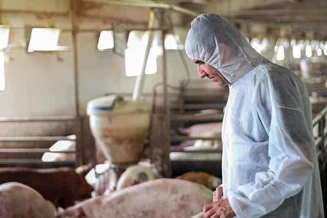 Karjanhoito liittyy kuulon heikkenemiseen.