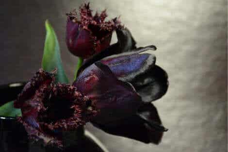 7 erikoista mustaa kasvia - Yön kuningatar- tulppaani.