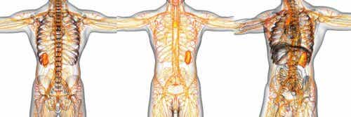 Lymfa- ja verenkiertojärjestelmä ulottuvat kaikkialle elimistöön.