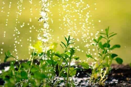 Vältä puutarhanhoitoon käytettävän veden tuhlausta