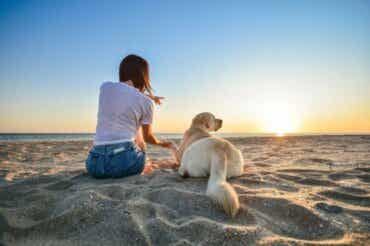14 tehtävää asiaa, kun viet koiran rannalle