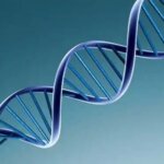Tutkijat ovat selvittäneet, miten DNA toimii.