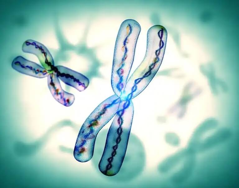 Kromosomi näyttää X-kirjaimelta.