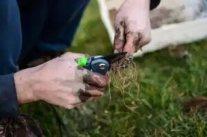 Neuvoja pistokkaiden leikkaamiseen ja istuttamiseen