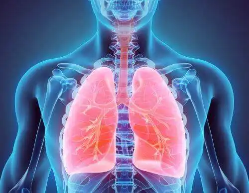 Hengityksen eri vaiheet jaetaan kahteen eri luokkaan.