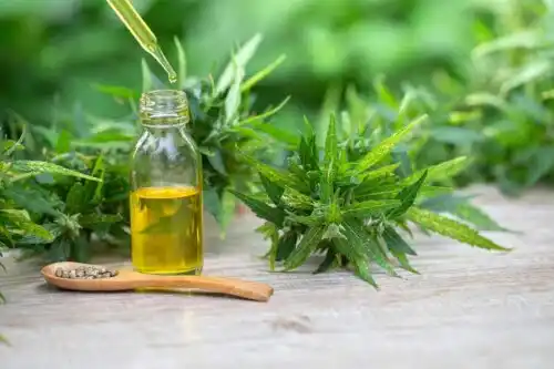 Kannabis kasvina ja öljynä.