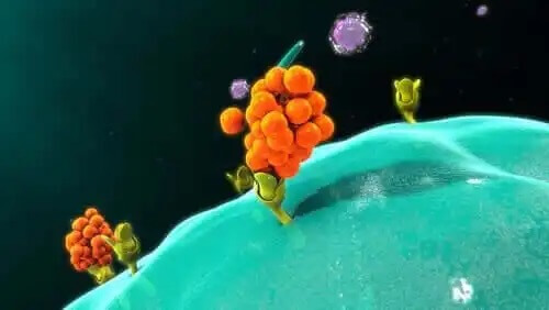 Sytokiinit sitoutuvat solukalvoissa oleviin reseptoreihin.