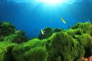 Hauskoja faktoja syötävästä planktonista