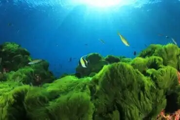 Hauskoja faktoja syötävästä planktonista