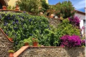 Parhaita kasveja maisemointiin