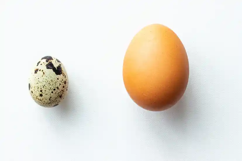 Viiriäisen munat vs. kananmunat.