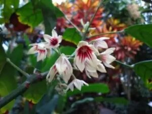 Kolapähkinä: viljely, ominaisuudet ja hoito