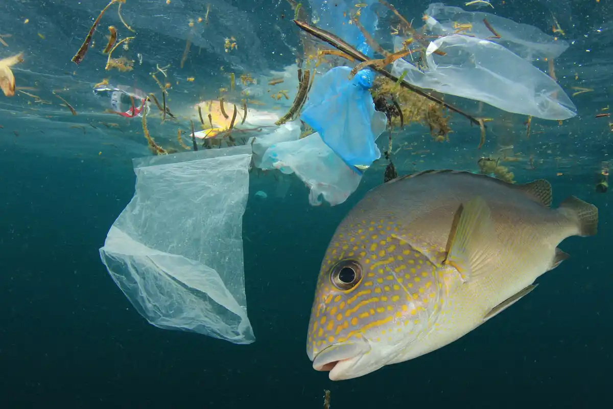 Kertakäyttöiset muovit meressä.