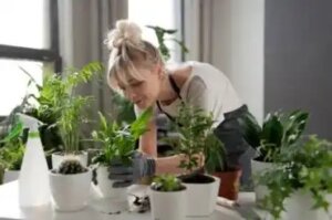 Miten kelatoitu rauta hyödyttää kasveja?