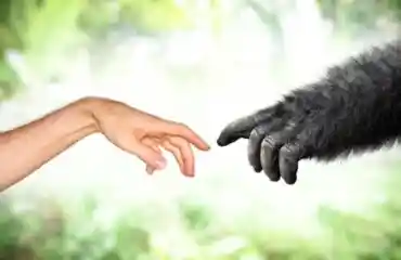 Gua, simpanssi, joka kasvoi kuin ihmisvauva