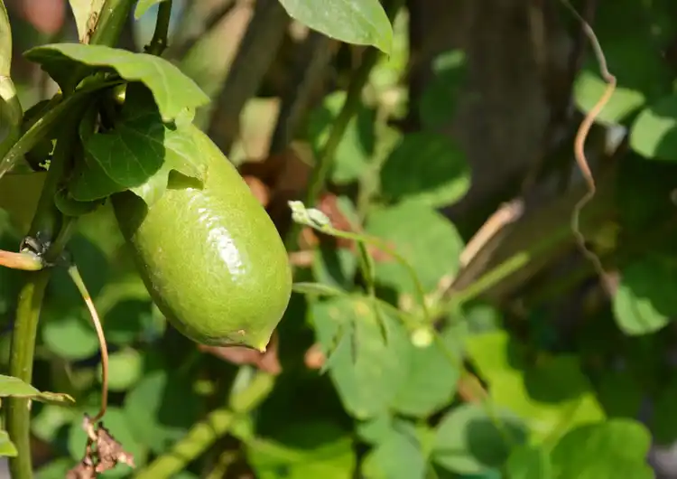 Limekaviaari kasvaa Australiassa.