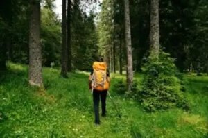 Shinrin yoku eli metsäkylpy: mitkä ovat sen hyödyt?