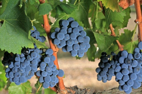 Grenache-viinirypäleiden ominaisuudet