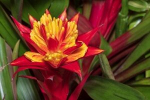 Bromeliat: kasvattaminen, hoito ja suositukset