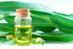 5 luontaishoitoa eukalyptuksesta