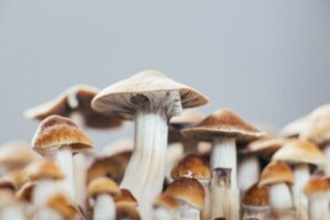 Psilosybiini masennuksen hoidossa: mitkä ovat sen vaikutukset?